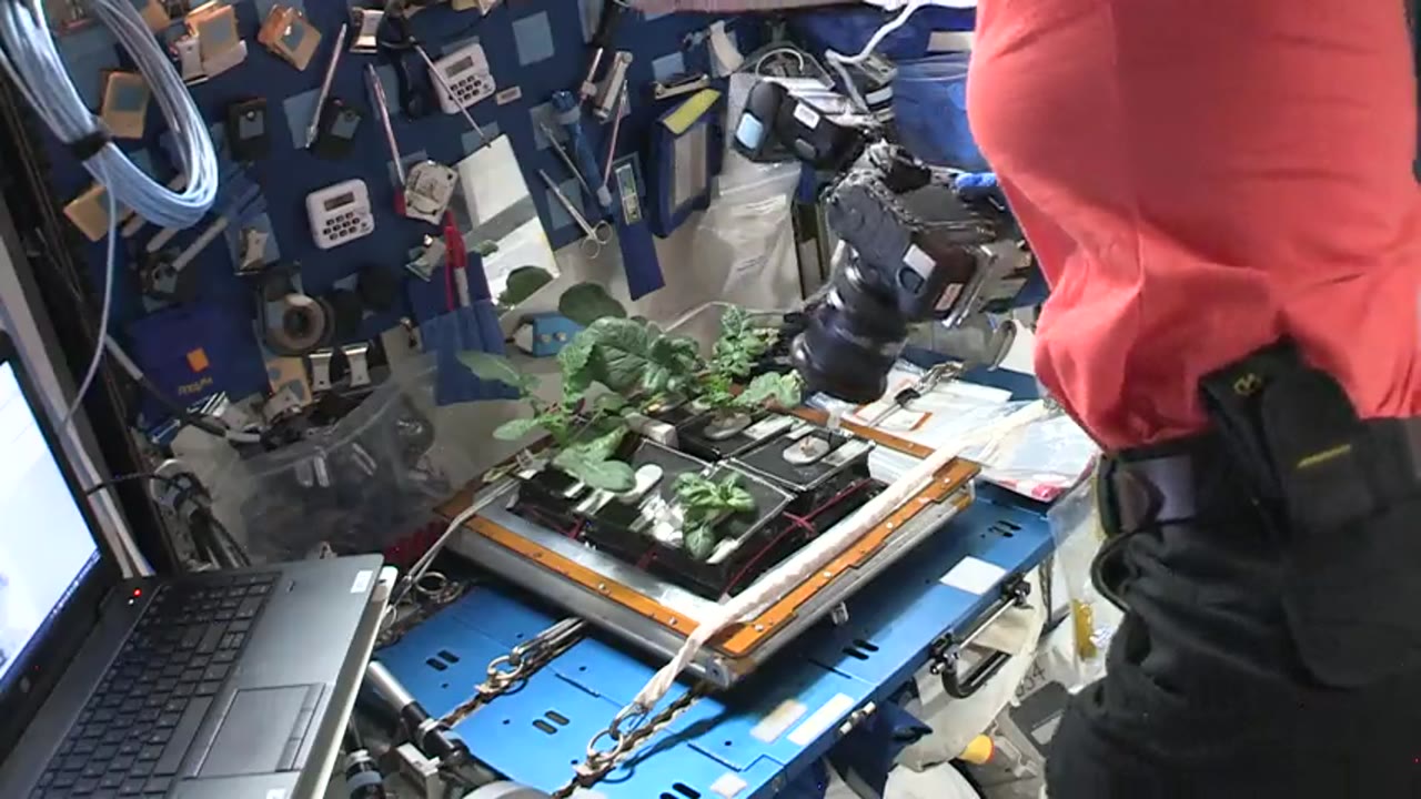 ISS-Downlink-Video_Veggie-Harvest_HD-DL-5_2019_096_1404_28773_1188804.mxf
