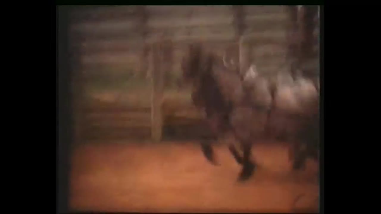 'Circus World Theme Park' (1984) Kodachrome 35mm Film Reel