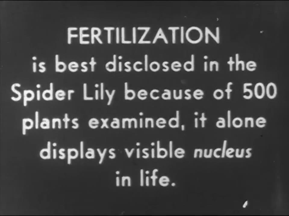 Reproduction In Plants And Lower Animals