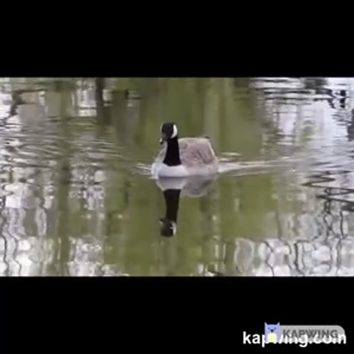 Für Geese (The Video)