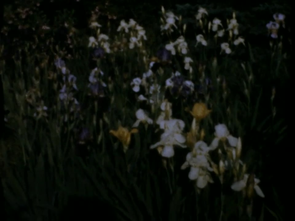 Home Movie: 99000: Family Scenes