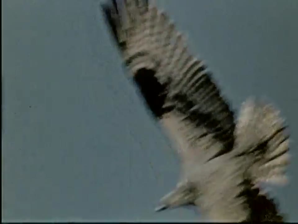 Osprey, The