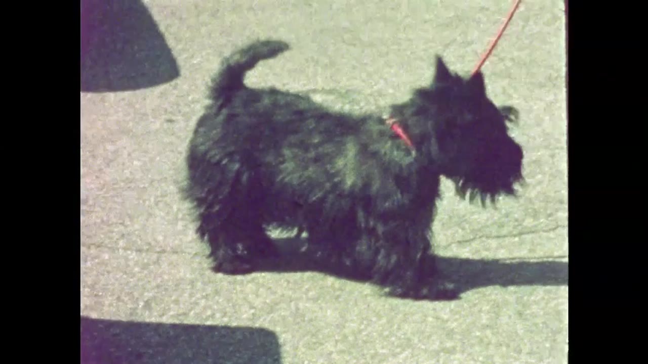 Home movie: 000567: 1970s Massachusetts teenagers