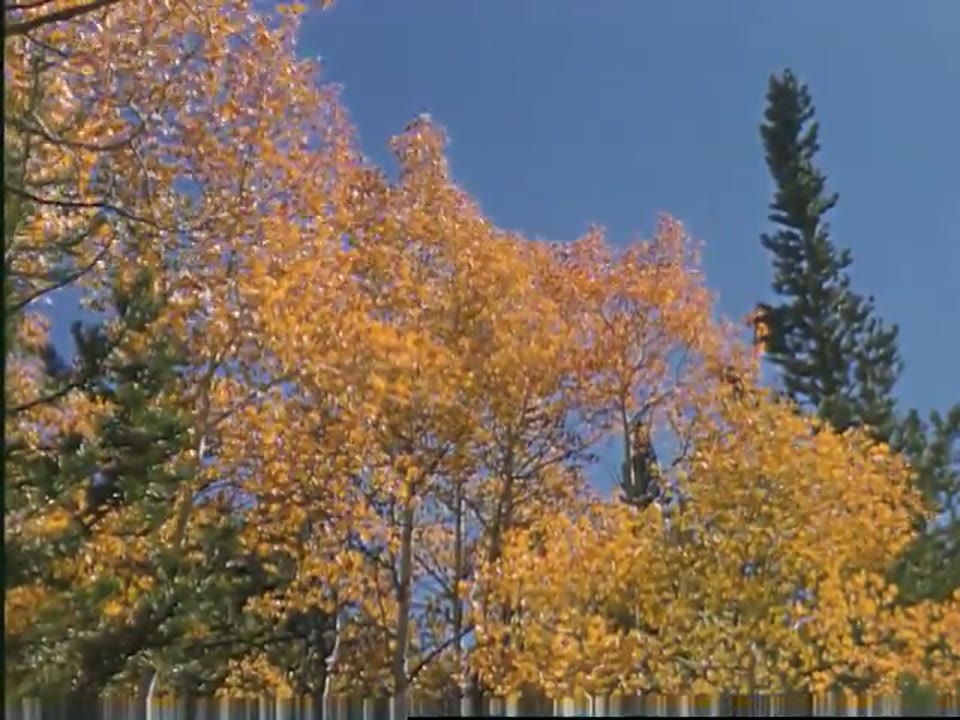 Autumn Beauty in Wyoming