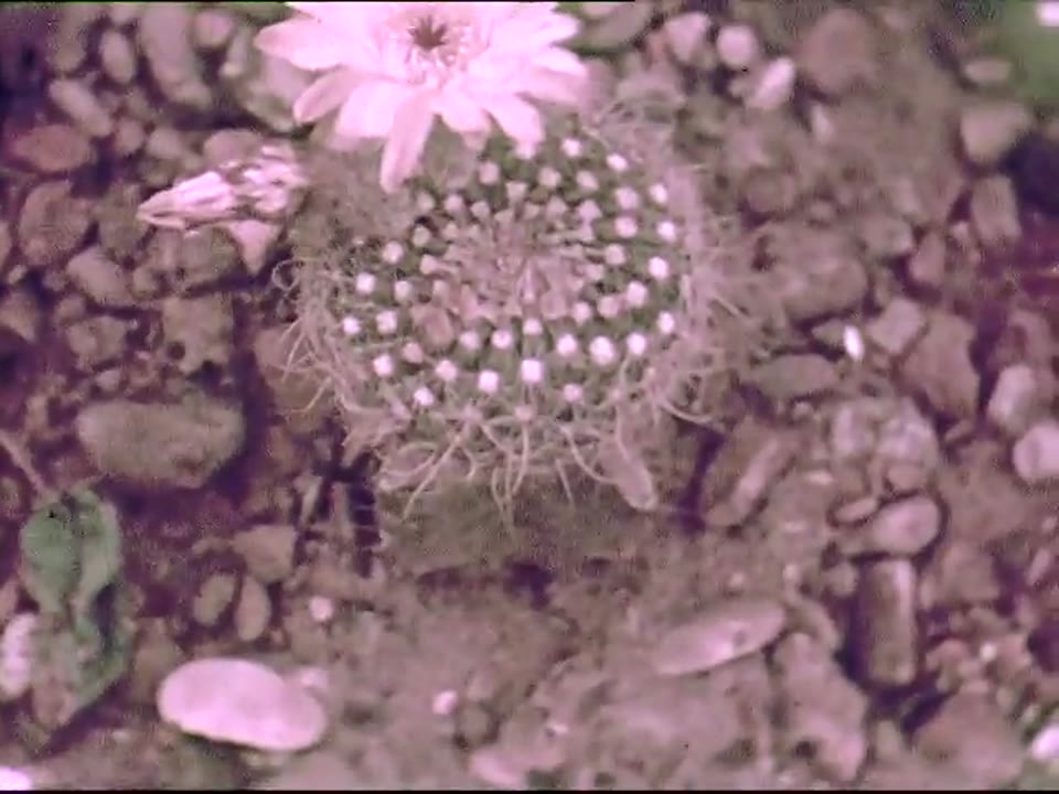 [Home Movies: Pennsylvania Snowbirds: End of Brownsville #3, End Trip Home]