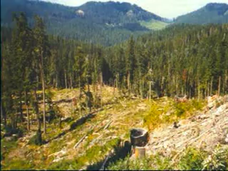 Cleared Hillside in Foreground with Fringe of Conifers in Background.