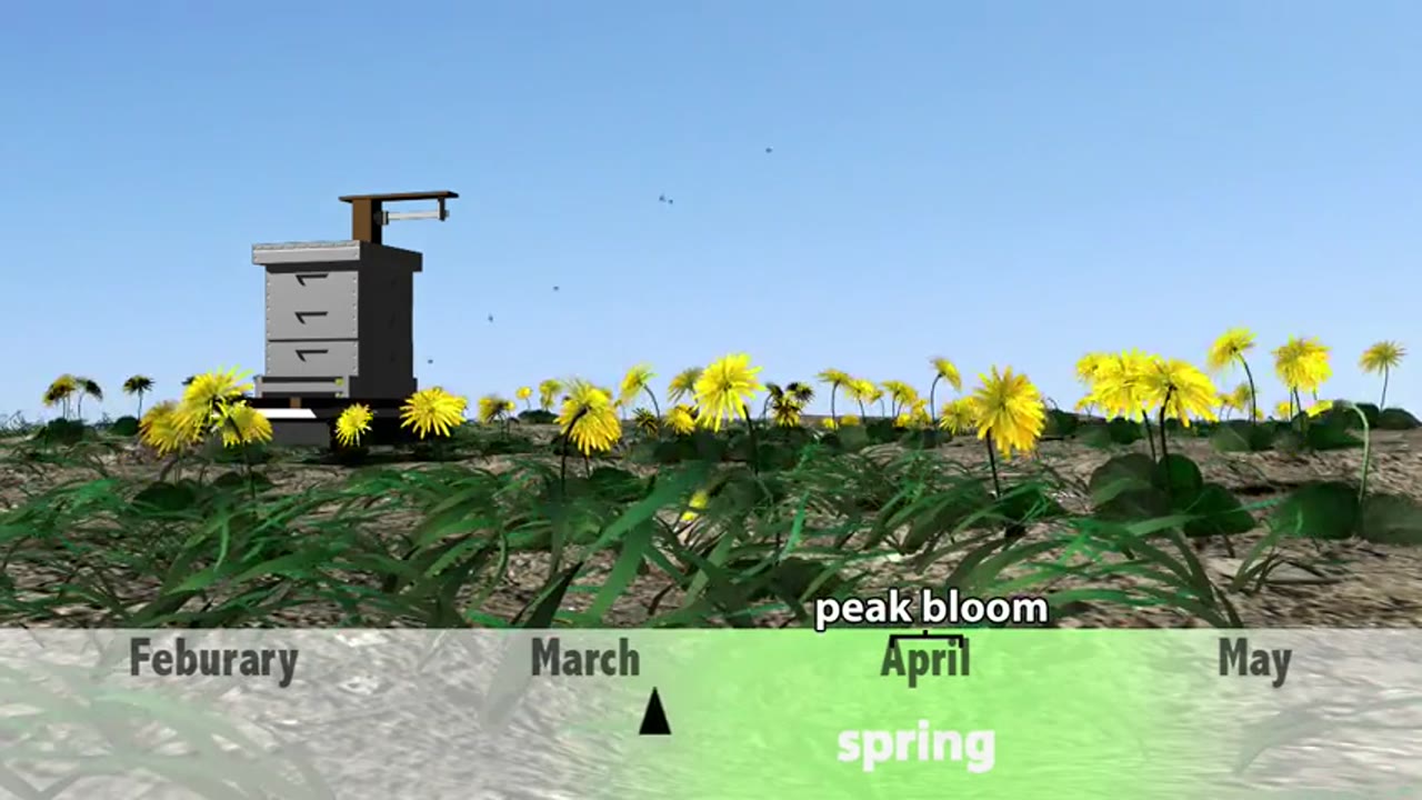Honey Bees and Climate Change Animations