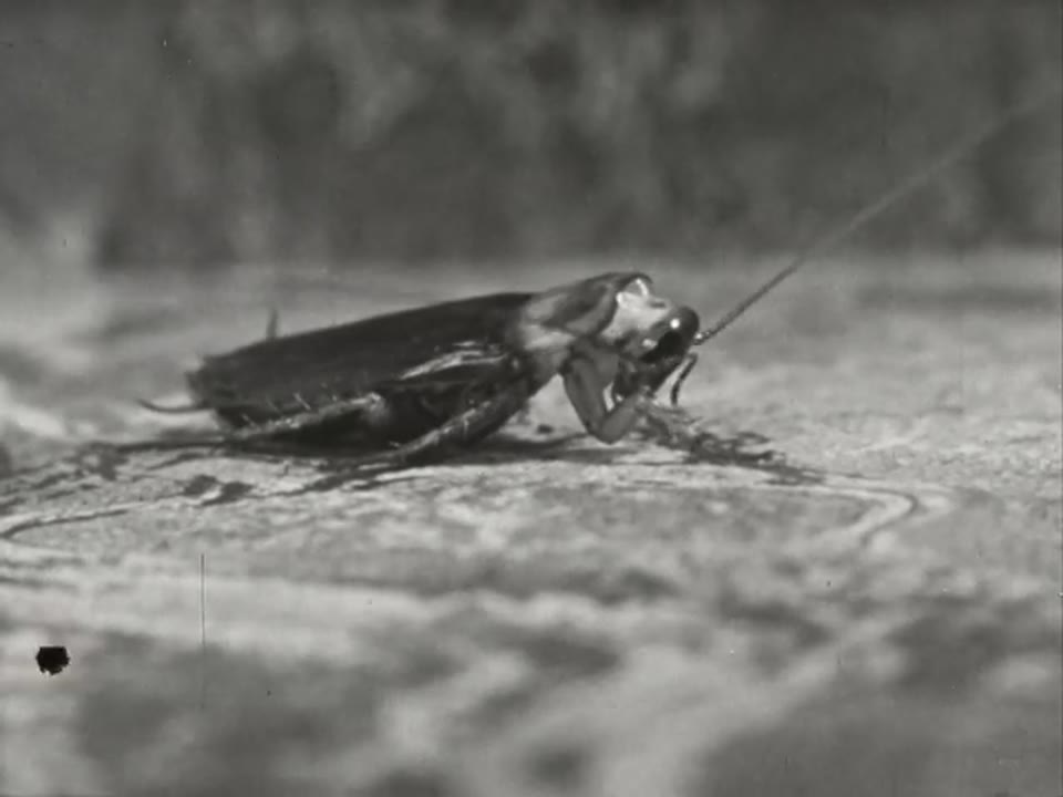 Good-bye, Mr. Roach