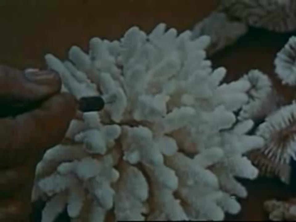 Coral Wonderland