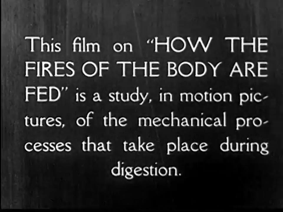 How the Fires of Our Body Are Fed: A Study of the Human Digestive Process