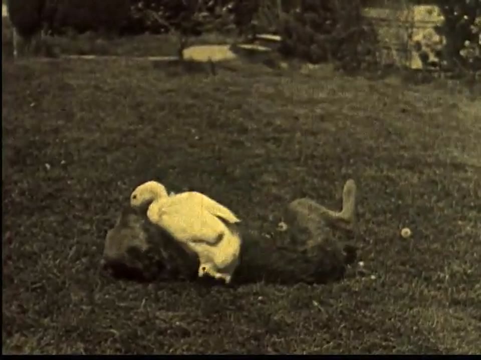 The Dog And The Ducks