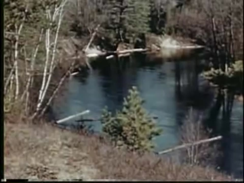 Timber In The Northeast