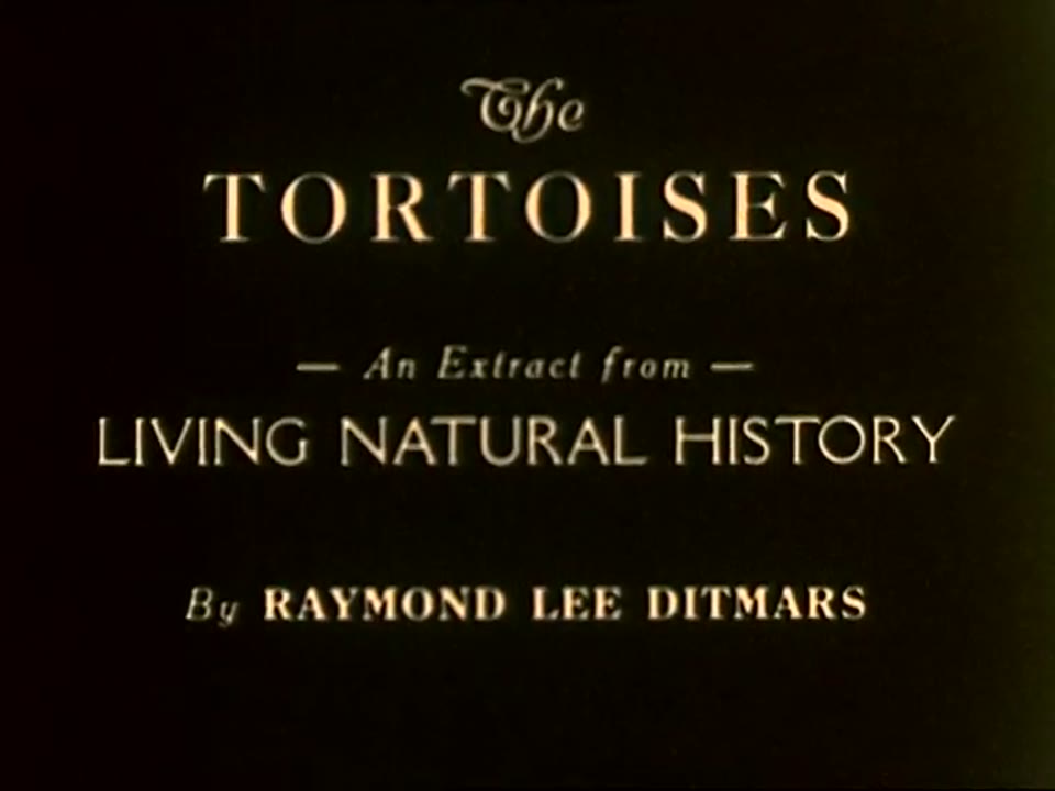 The Tortoises