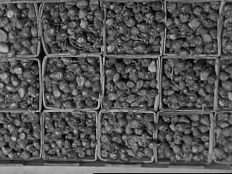 Some Fruits We Like