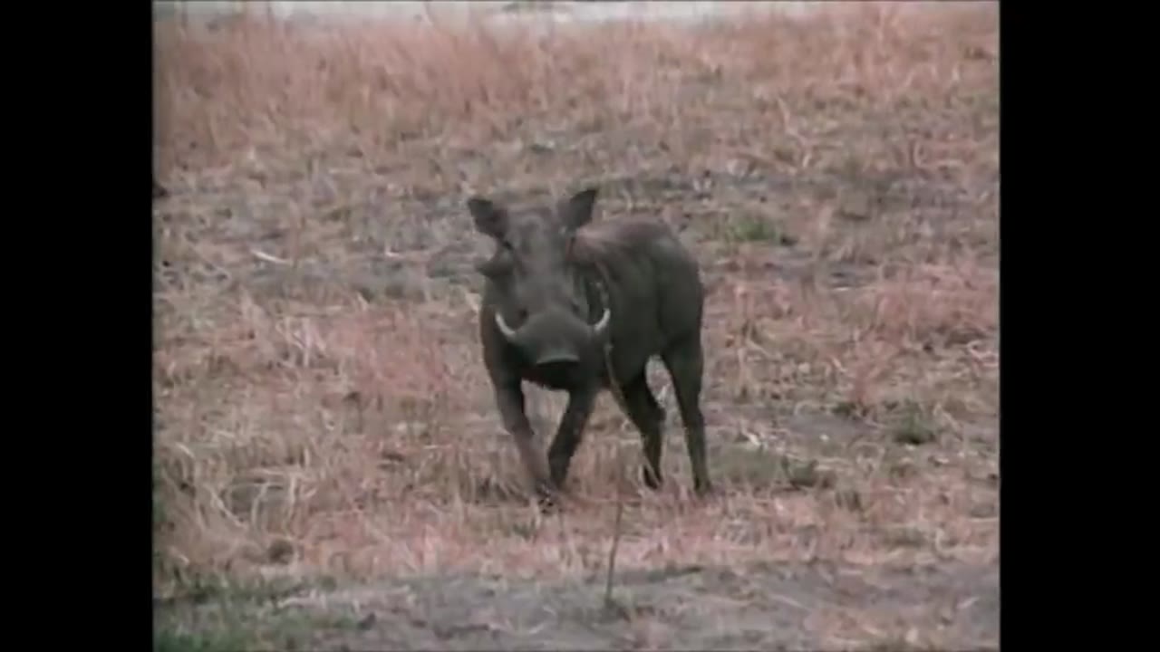 The Jackals (1967)