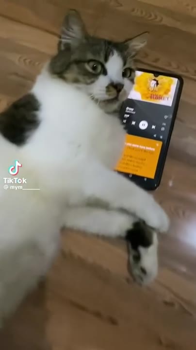 Radiohead Kitty