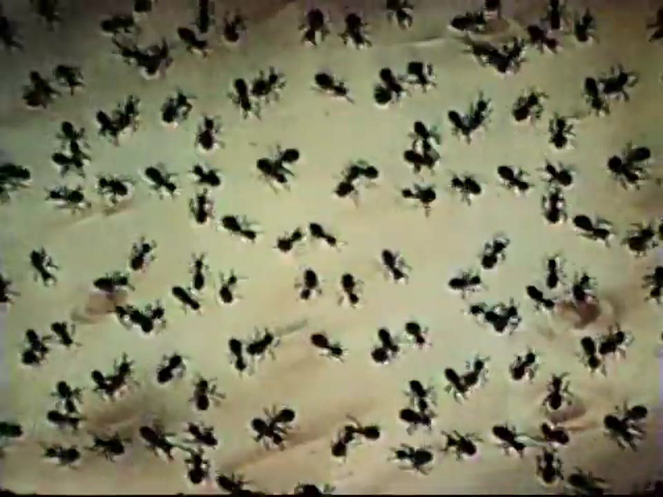 Ants in Your Pantry (1945)