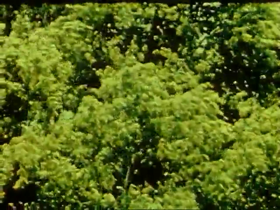 Gift of Green