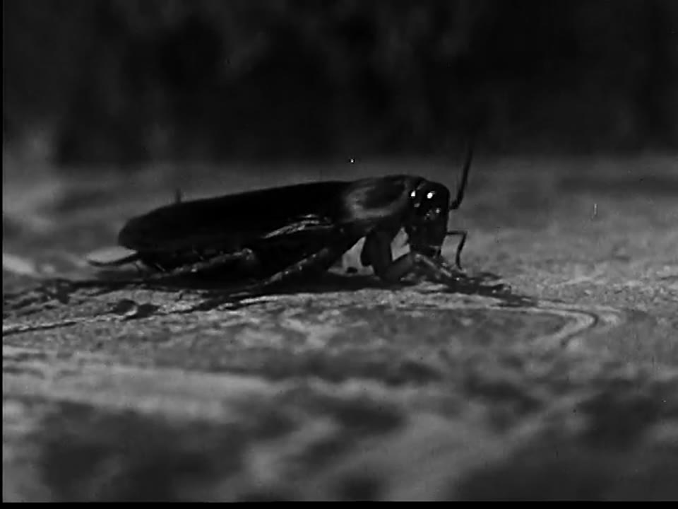 Goodbye, Mr. Roach